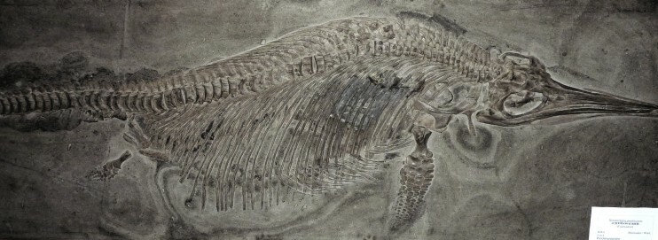 Ichthyosaurier, Holzmaden, Baden-Württemberg