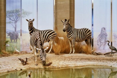 Zebras im Ausstellungsbereich "Savanne"