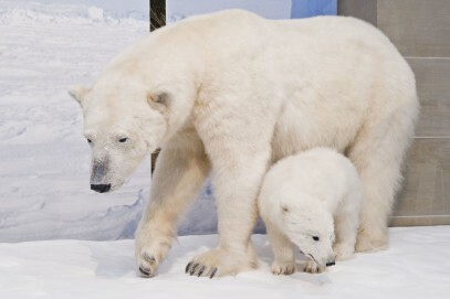 Eisbärweibchen mit Jungtier im Ausstellungsbereich "Arktis/Antarktis"