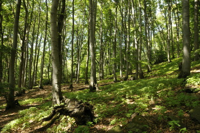Der Buchenwald auf dem Petersberg gehört zum Nationalen Naturerbe
