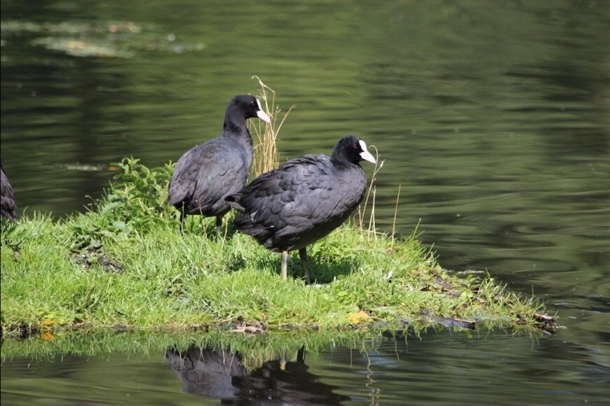 Haus der Natur Ahrensburg Museen Schleswig Holstein & Hamburg